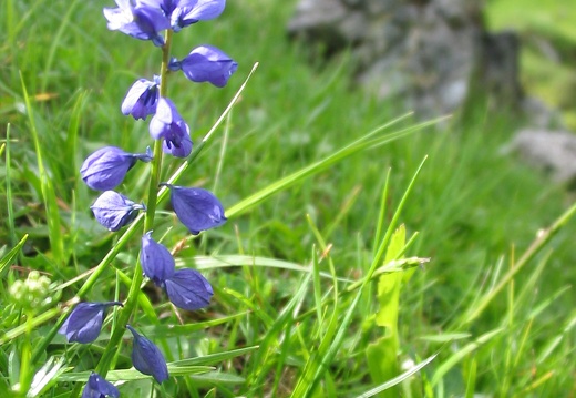 Polygala alpestris