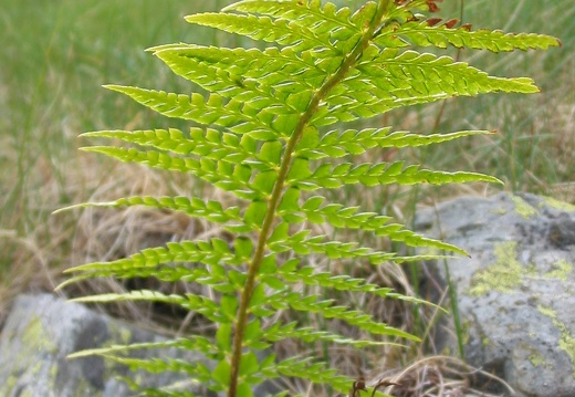 Polystichum lonchitis