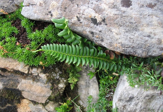 Polystichum lonchitis