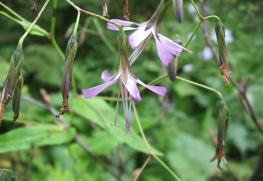 Prenanthes purpurea