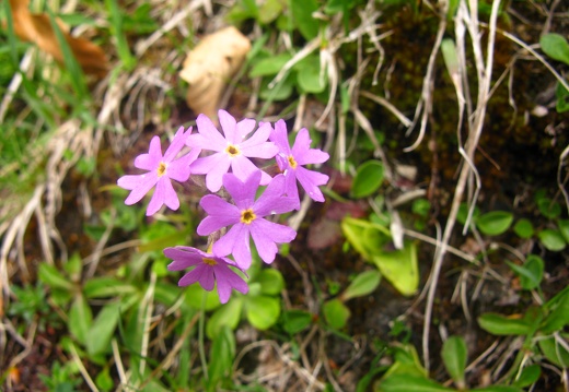 Primula farinosa
