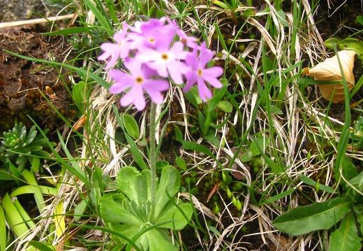 Primula farinosa