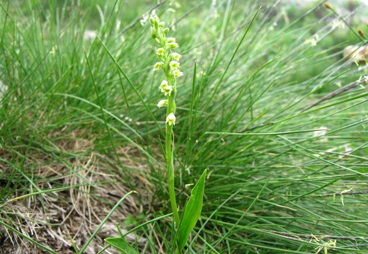 Pseudorchis albida