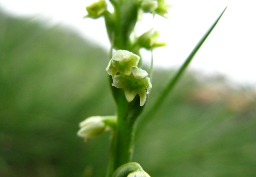 Pseudorchis albida