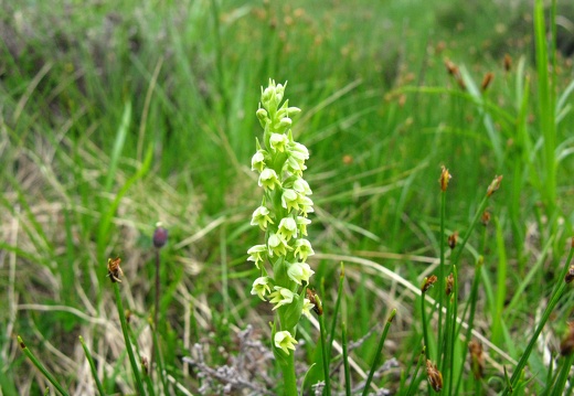 Pseudorchis albida