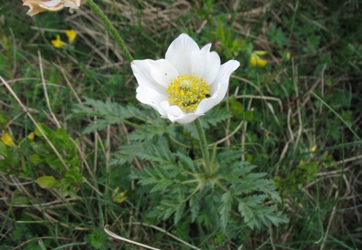 Pulsatilla alpina