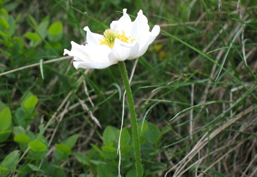 Pulsatilla alpina