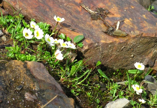 Ranunculus alpestris