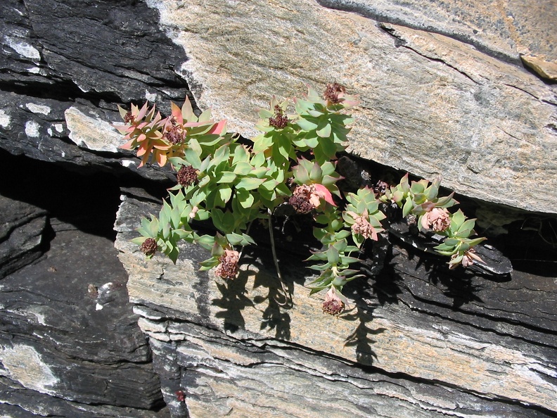 Rhodiola rosea1.jpg