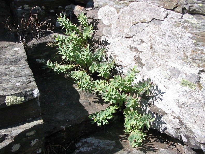 Rhodiola rosea4.jpg