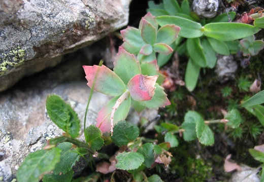 Rhodiola rosea