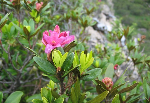 Rhododendron ferrugineum