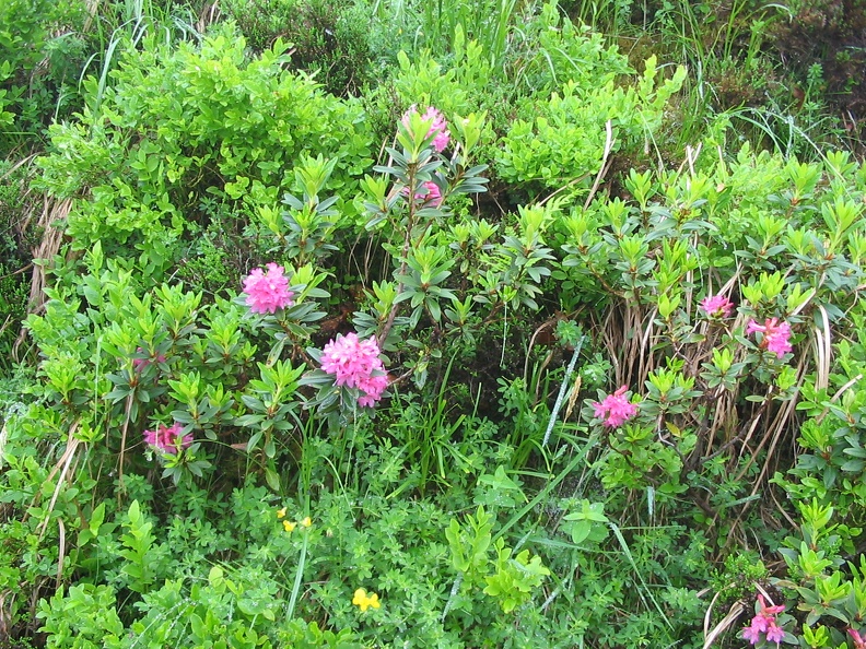 Rhododendron ferrugineum5.jpg