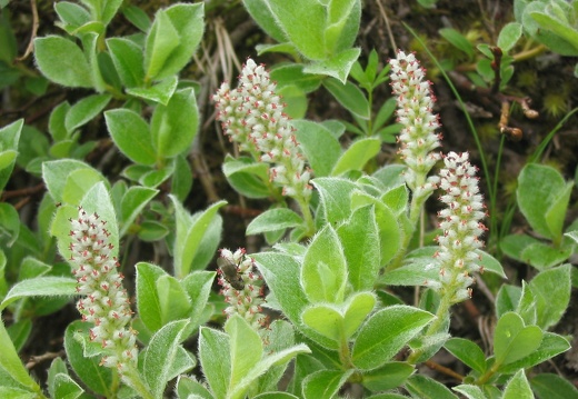 Salix pyrenaica