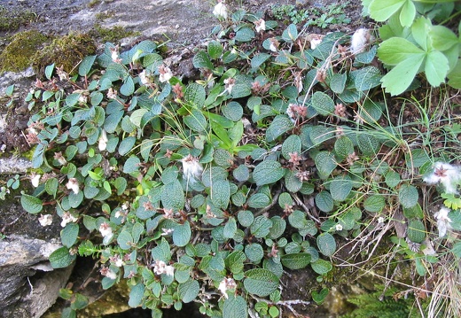 Salix reticulata