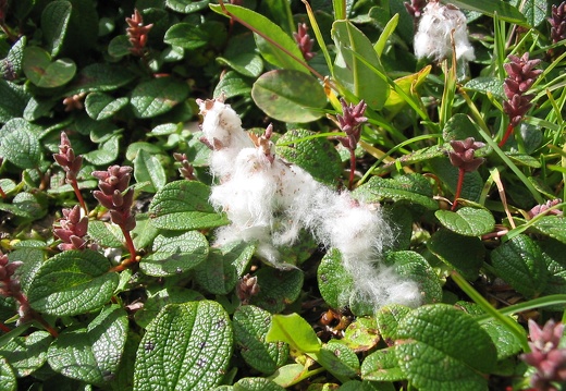 Salix reticulata