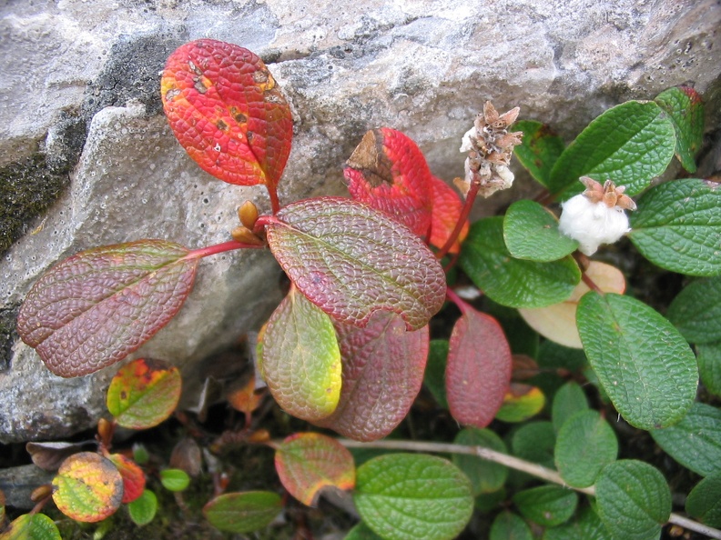 Salix reticulata3.jpg