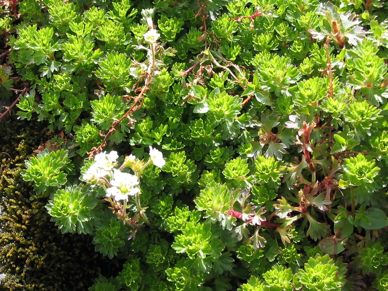 Saxifraga aquatica.jpg