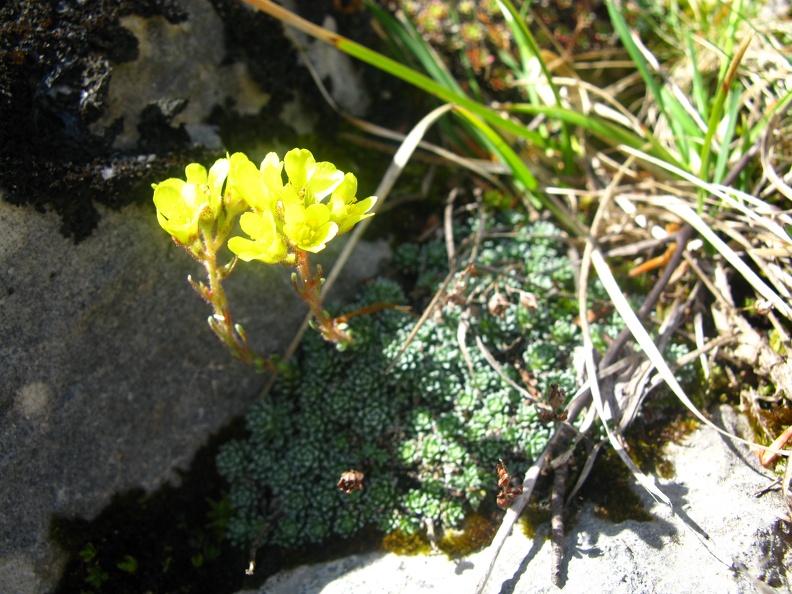 Saxifraga aretioides1.jpg