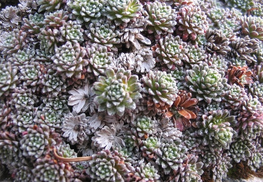 Saxifraga caesia