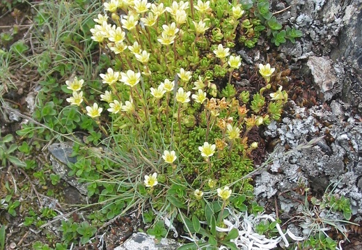 Saxifraga exarata