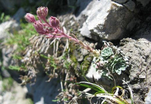 Saxifraga media