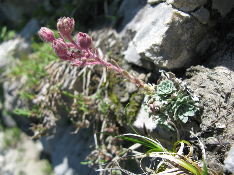 Saxifraga media 3.jpg