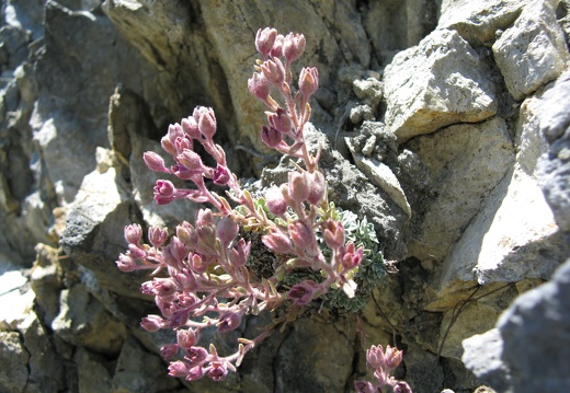 Saxifraga media