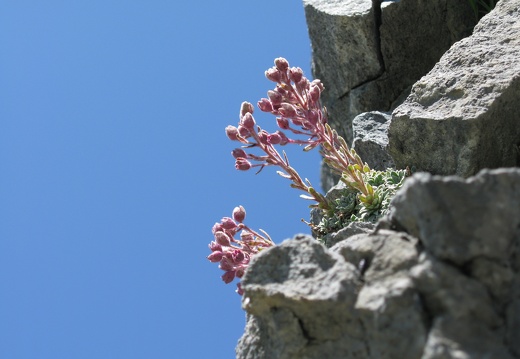 Saxifraga media