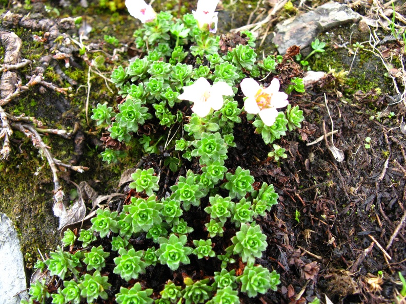 Saxifraga oppositifolia 1.jpg
