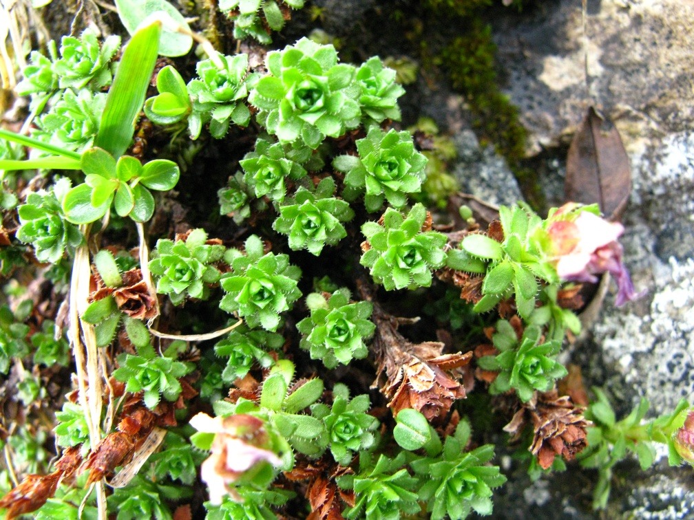 Saxifraga oppositifolia
