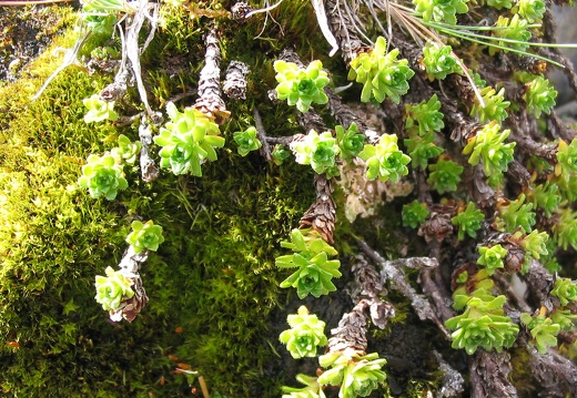 Saxifraga oppositifolia