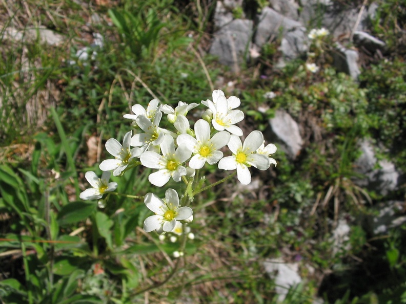 Saxifraga paniculata 4.jpg