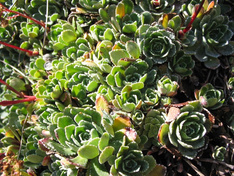 Saxifraga paniculata 5.jpg
