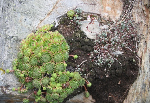 Sempervivum montanum