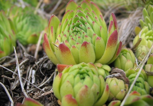 Sempervivum montanum