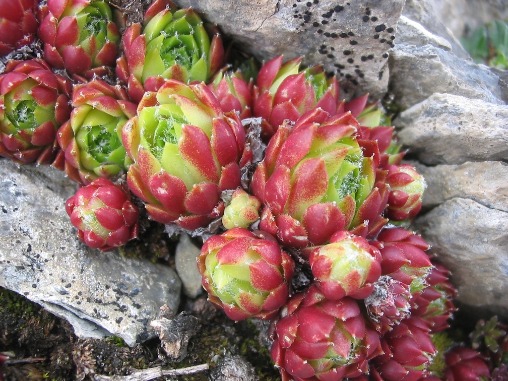 Sempervivum tectorum