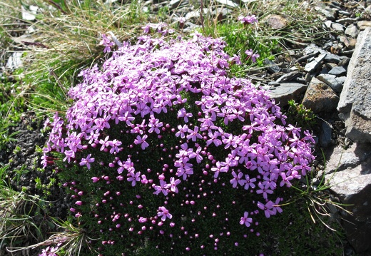 Silene acaulis