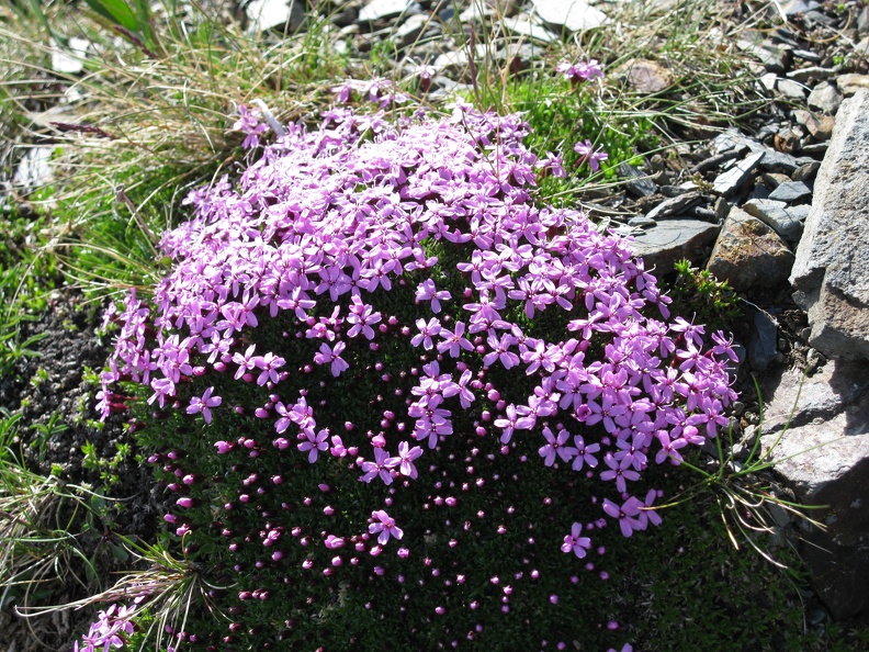 Silene acaulis
