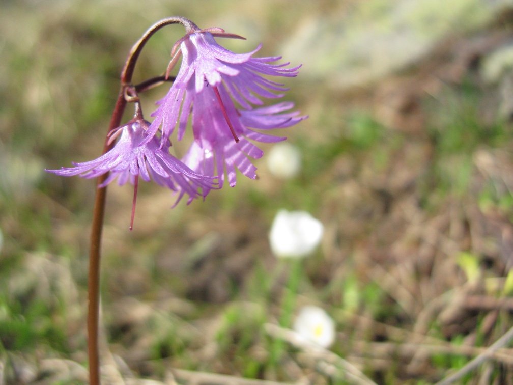 Soldanella alpina