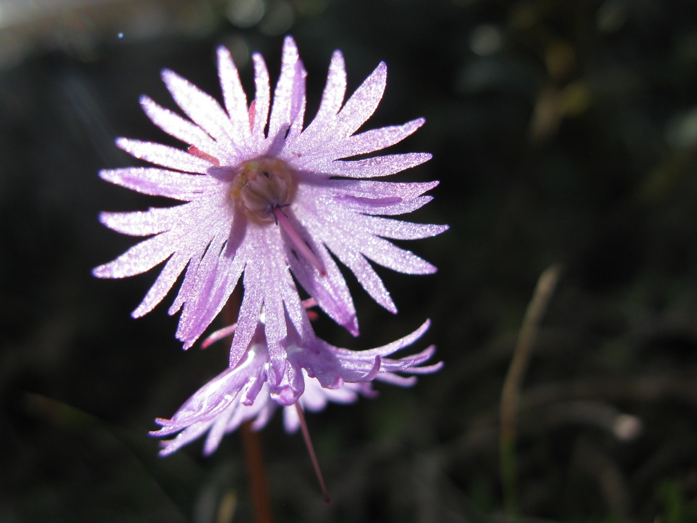 Soldanella alpina