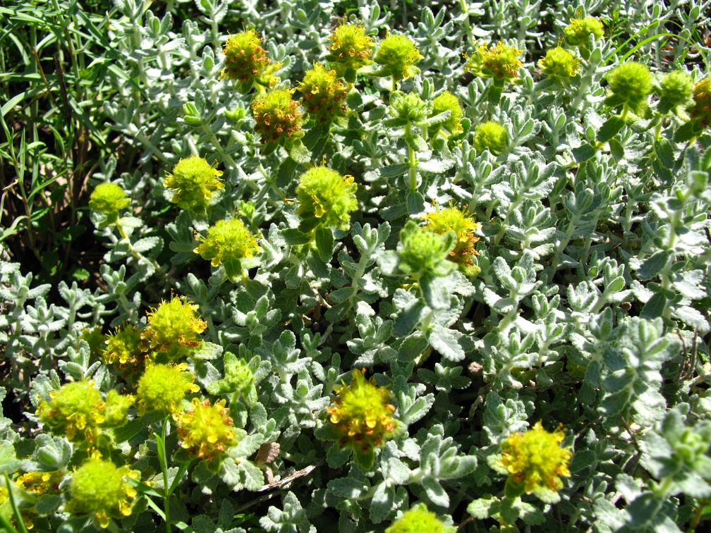 Teucrium aureum