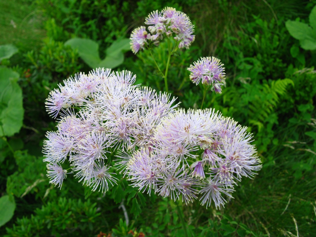 Thalictrum aquilegiifolium