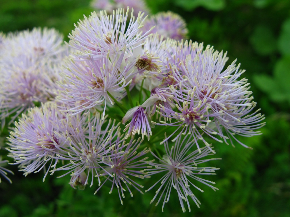 Thalictrum aquilegiifolium