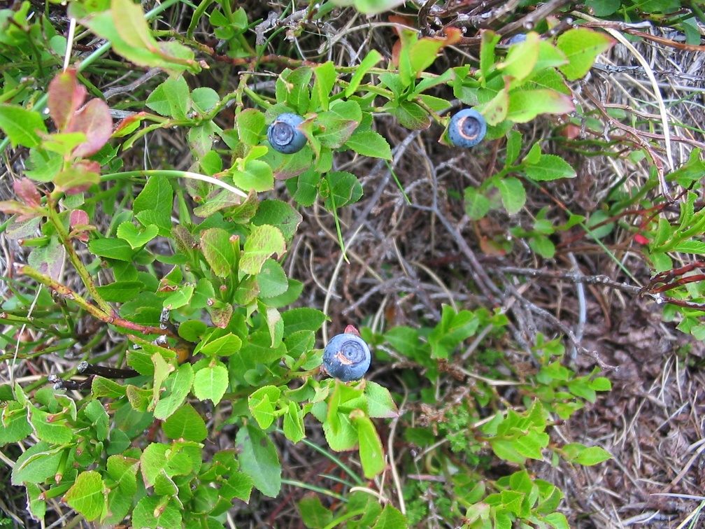 Vaccinium myrtillus