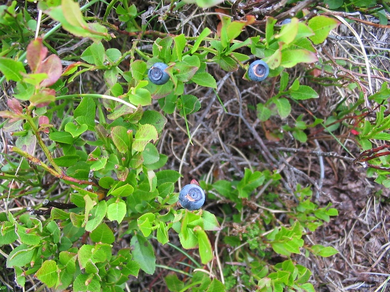 Vaccinium myrtillus1.JPG