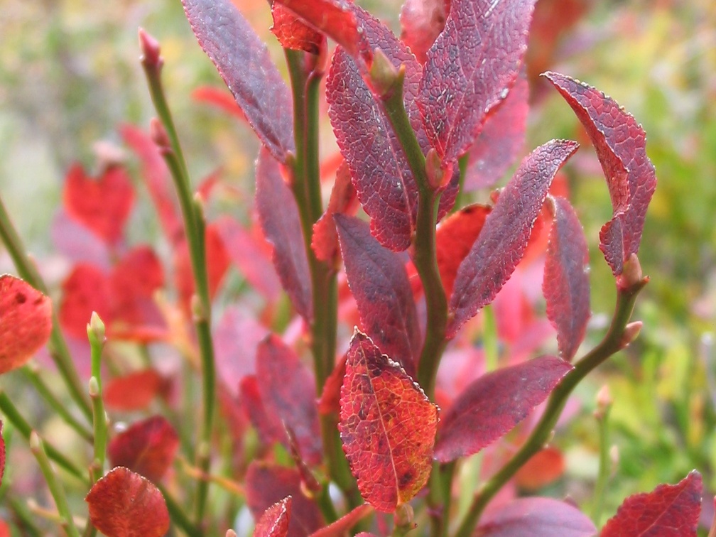 Vaccinium myrtillus