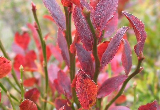 Vaccinium myrtillus