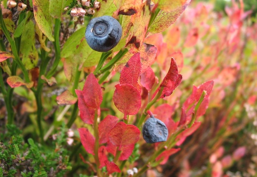 Vaccinium myrtillus