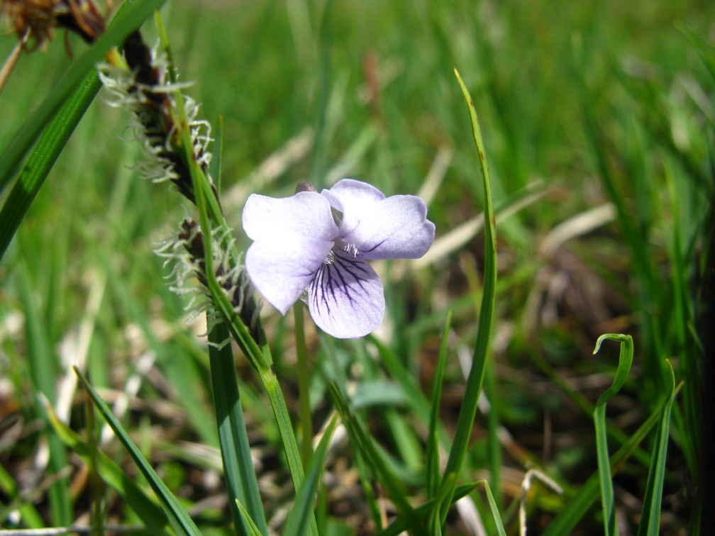 Viola palustris
